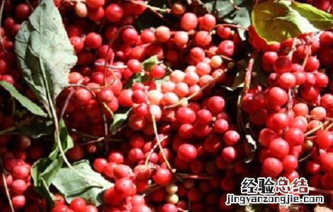 五味子怎样繁殖 五味子怎么繁殖
