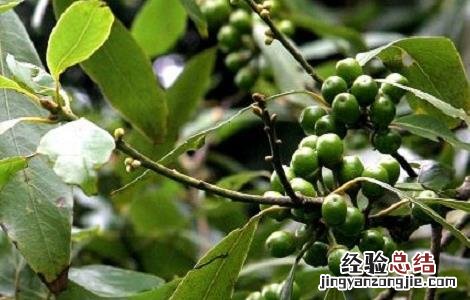 山苍子人工种植加工技术 山苍子人工种植加工技术