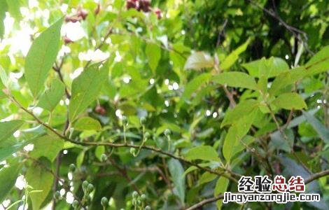 山苍子人工种植加工技术 山苍子人工种植加工技术