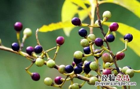 山苍子人工种植加工技术 山苍子人工种植加工技术