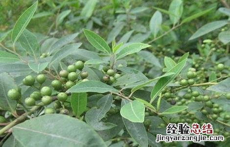 山苍子人工种植加工技术 山苍子人工种植加工技术