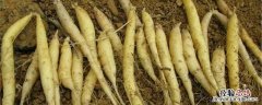 太子参的种植条件 太子参高产量种植技术