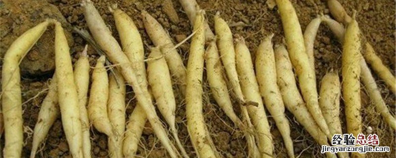 太子参的种植条件 太子参高产量种植技术