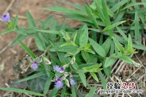 远志种植利润 远志种植效益如何，前景怎么样