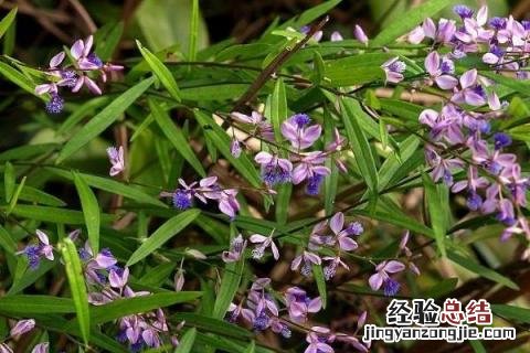 远志种植利润 远志种植效益如何，前景怎么样