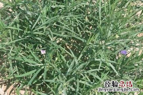 远志种植利润 远志种植效益如何，前景怎么样