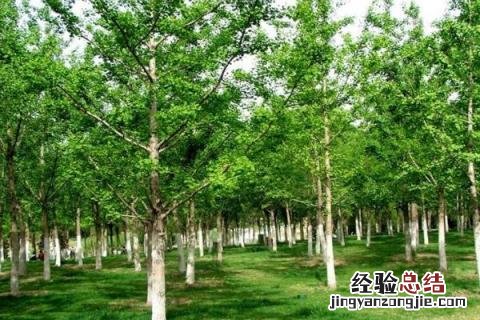 种植哪些树木最有前景?(20种 种植什么树木价值高，常见的有哪些