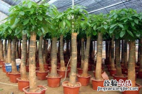 种植哪些树木最有前景?(20种 种植什么树木价值高，常见的有哪些