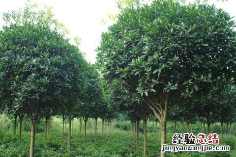 种植哪些树木最有前景?(20种 种植什么树木价值高，常见的有哪些