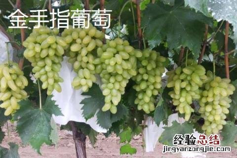种什么葡萄品种好,需结合当地的气候条件
