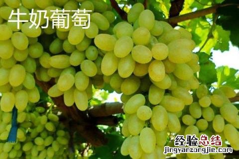 种什么葡萄品种好,需结合当地的气候条件