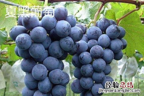种什么葡萄品种好,需结合当地的气候条件