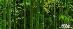 竹子做什么利润最大 竹子加工成什么利润大，有哪些种类