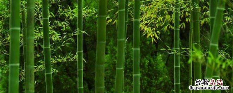 竹子做什么利润最大 竹子加工成什么利润大，有哪些种类