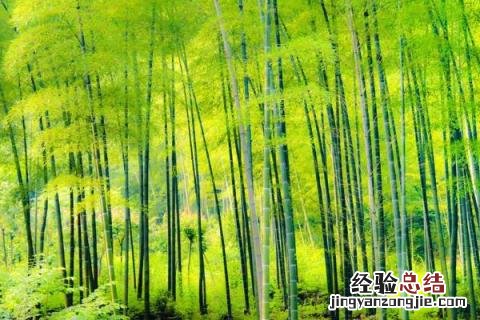 竹子做什么利润最大 竹子加工成什么利润大，有哪些种类