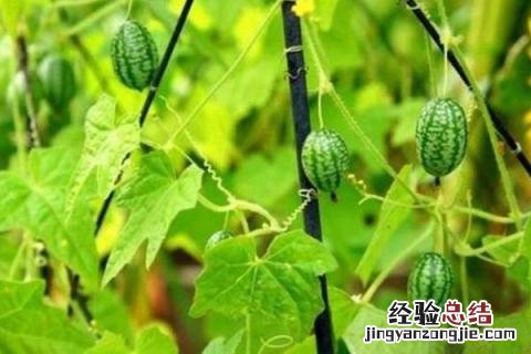 什么种植赚钱，根据种植地的气候条件来选择