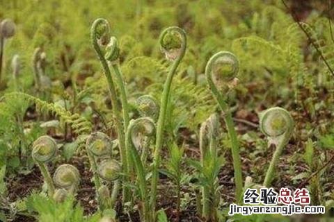 什么种植赚钱，根据种植地的气候条件来选择