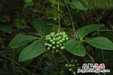 什么种植赚钱，根据种植地的气候条件来选择