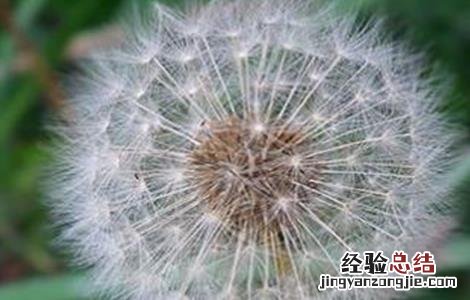 蒲公英的种植方法及注意事项视频 蒲公英的种植方法及注意事项