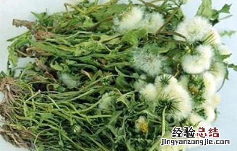 蒲公英的种植方法及注意事项视频 蒲公英的种植方法及注意事项