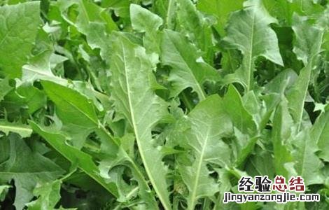 蒲公英的种植方法及注意事项视频 蒲公英的种植方法及注意事项