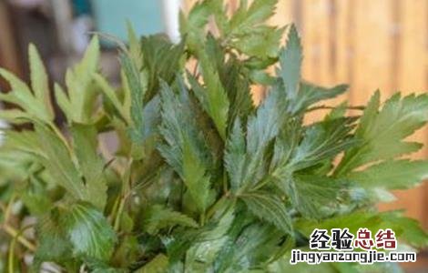 当归常见病害及防治方法视频 当归常见病害及防治方法
