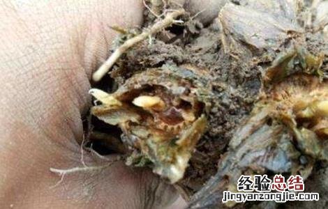 当归常见病害及防治方法视频 当归常见病害及防治方法