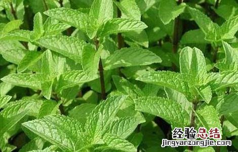 薄荷的种植时间和方法视频 薄荷的种植时间和方法