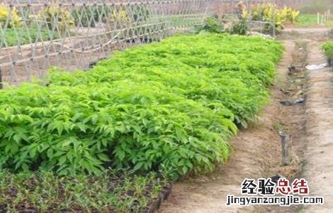 薄荷的种植时间和方法视频 薄荷的种植时间和方法