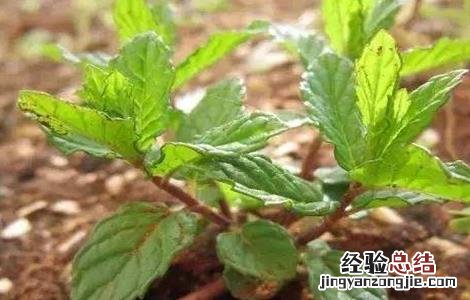 薄荷的种植时间和方法视频 薄荷的种植时间和方法