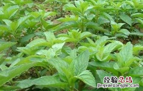 薄荷的种植时间和方法视频 薄荷的种植时间和方法