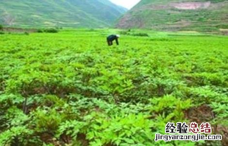 当归种植的注意事项 当归种植的注意事项是什么