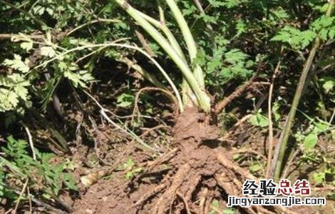 当归种植的注意事项 当归种植的注意事项是什么