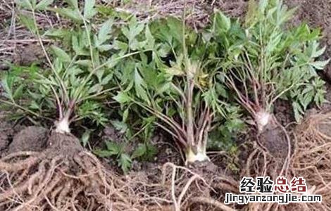 当归种植的注意事项 当归种植的注意事项是什么