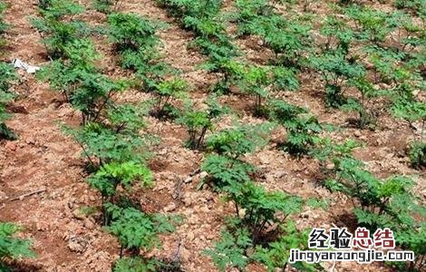 当归种植的注意事项 当归种植的注意事项是什么