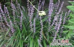 麦冬的高产种植技术施肥 麦冬的高产种植技术