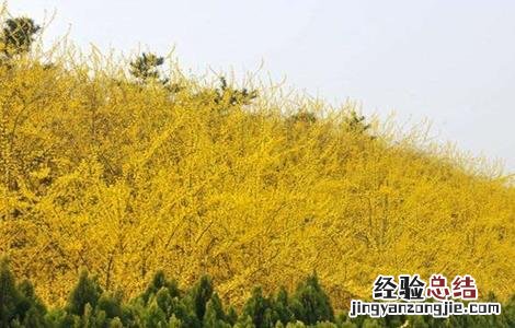 连翘的播种和种植方法 连翘的栽种方法