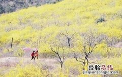 连翘的播种和种植方法 连翘的栽种方法