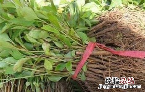 连翘的播种和种植方法 连翘的栽种方法