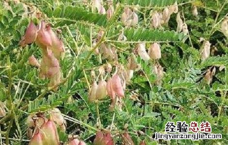 黄芪高产种植技术 黄芪高产栽培新技术
