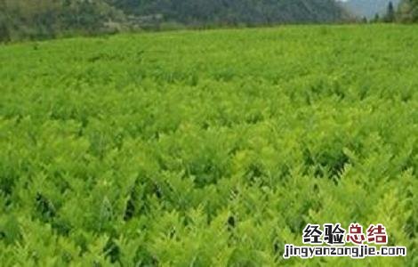 黄芪高产种植技术 黄芪高产栽培新技术