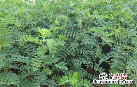 黄芪高产种植技术 黄芪高产栽培新技术