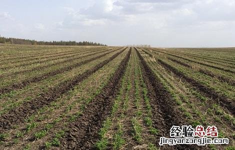 黄芪高产种植技术 黄芪高产栽培新技术