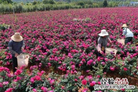 4个致富项目种植，营养健康且市场需求量大