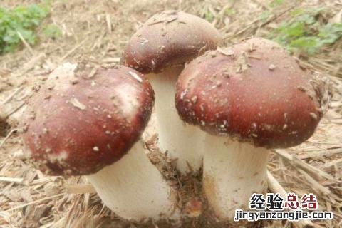 4个致富项目种植，营养健康且市场需求量大