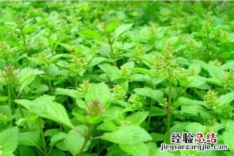 4个致富项目种植，营养健康且市场需求量大