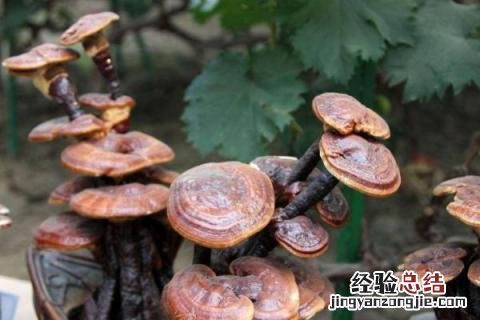 4个致富项目种植，营养健康且市场需求量大