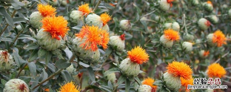 红花的种植技术与经济效益 红花种植亩产量及效益，附市场价格