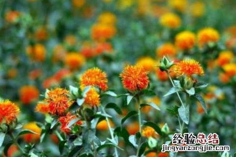 红花的种植技术与经济效益 红花种植亩产量及效益，附市场价格
