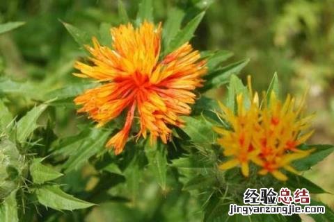 红花的种植技术与经济效益 红花种植亩产量及效益，附市场价格